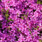 Pack 3 Creeping Phlox Plants Live, 5-9 Inches, Perennial Creeping Phlox Ground Cover Outdoor Garden (Pink)