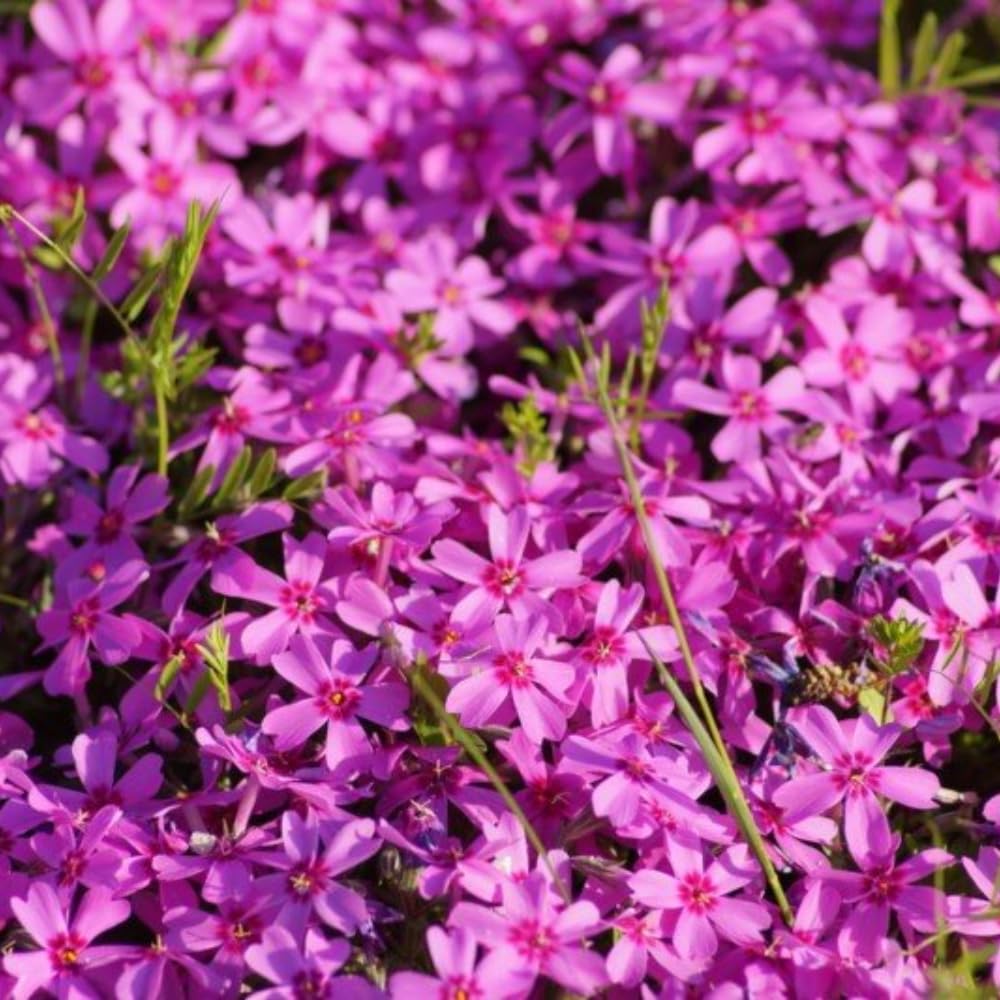 Pack 3 Creeping Phlox Plants Live, 5-9 Inches, Perennial Creeping Phlox Ground Cover Outdoor Garden (Pink)