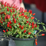 Pequin Pepper Plants Live for Planting, in 4" Pot, Hot Chili Pepper for Indoor and Outdoor Growing