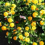 3 Trailing Lantana Plants Live, 5 to 7 Inc Tall, Yellow Lantana Live Plants for Planting Outdoors Flower Gardening