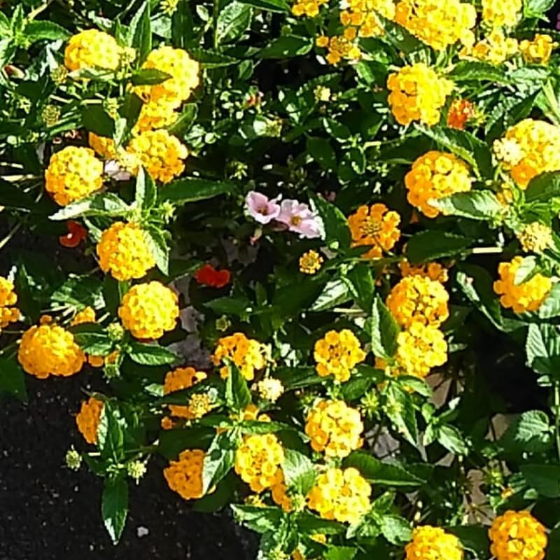 3 Trailing Lantana Plants Live, 5 to 7 Inc Tall, Yellow Lantana Live Plants for Planting Outdoors Flower Gardening