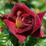 Rose Bush Live Plant, 5-9 Inch Tall, Fragrant Rose Flowers Tree, Well-Rooted Ready to Plant Outdoor Indoor (Dark Night Rose)