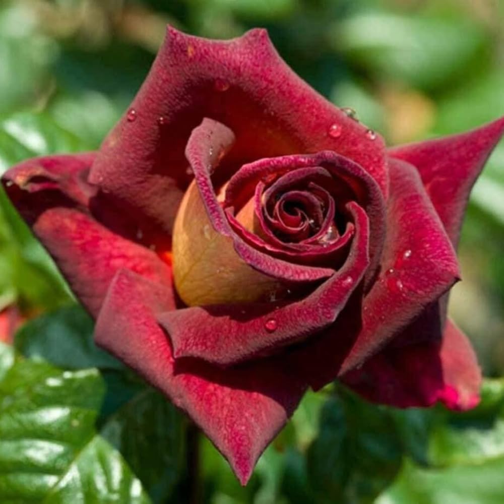 Rose Bush Live Plant, 5-9 Inch Tall, Fragrant Rose Flowers Tree, Well-Rooted Ready to Plant Outdoor Indoor (Dark Night Rose)