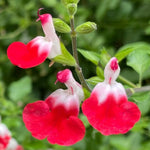 Hot Lips Salvia Plant, 4 Inch Pot Live Flowering Perennial, Red White Blooms, 4-8" Tall Hot Lips Salvia Sage Plants for Outdoor Garden