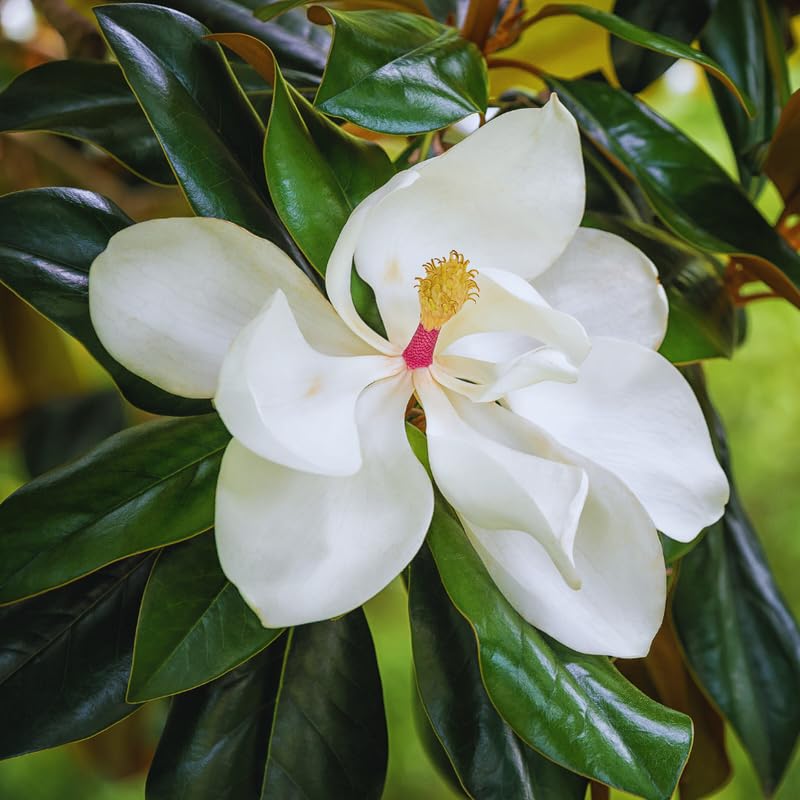 Magnolia Tree Live Plant, Southern Magnolia Plant Live, 8 to 12 Inches, Tropical Shrub Plants