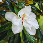 Southern Magnolia Plant Live, 8 to 11 Inches Tall, Magnolia Tree Live Plant for Gardening Shrub Plant Outdoors