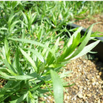 4 Mix Tarragon Live Plants, Perennial Culinary Herb for Outdoor Garden, Raised Beds, Well-Rooted 4-8" Tall
