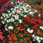 Pack 2 Impatiens Plants Live, Mix Colors Plant, Perennial Impatien for Planting Outdoors