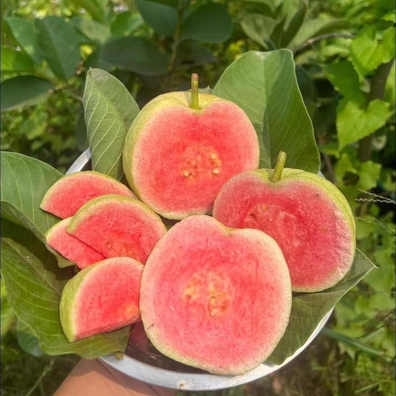 Pink Guava Tree Live Plant, 19-25 Inches Tall in Pot, Well Rooted, Ready to Bear Fruit, Large Guava Trees for Planting, 1-2 Years Old