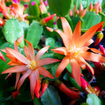 Easter Cactus Plants Live, Spring Bloom, Cold Hardy, 5-9" in Tall, No Pot, Starter Holiday Cactus Plant for Indoor Outdoor Houseplants (Orange)