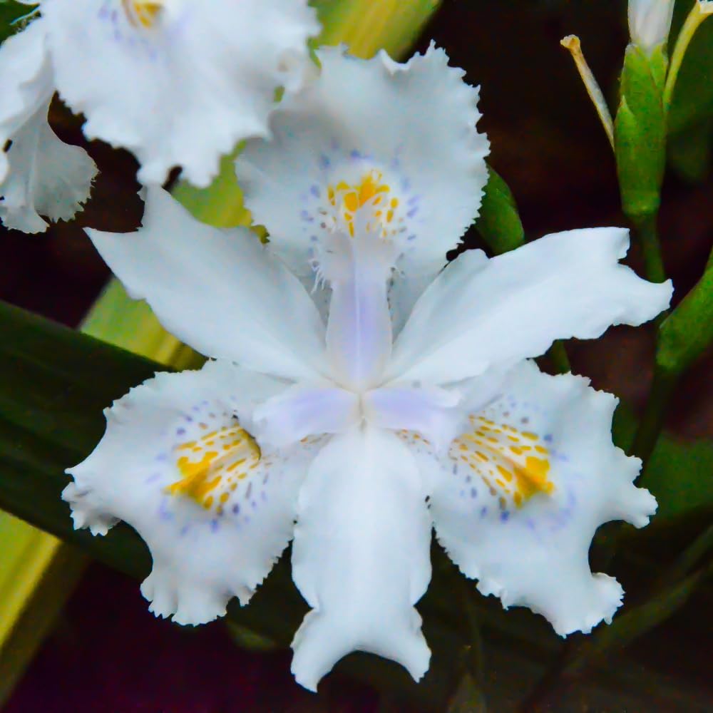 3 Walking Iris Plant Roots, 4-6 Inch White Flower Plant, Live Iris Plants Roots for Outdoor Garden and Containers, Easy Care Perennial, No Pot