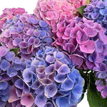 Hydrangea Plant Live, Reblooming Hydrangea Flowers Well-Rooted, Hardy Bush Shrub, 5-9" Tall, Vibrant Shades (Blue Pink)