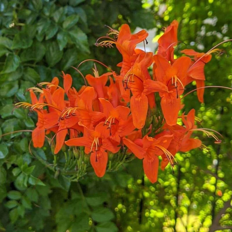 Set 2 Cape Honeysuckle Plants Live, Live Orange Red Honeysuckle Plants, 4 to 8 Inches, Honeysuckle Vines Bushes for Planting, Honeysuckle Bush