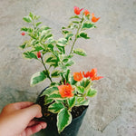2 Orange Ice Bougainvillea Plants Live, Flowering Bougainvillea Vine for Outdoor Garden or Trellis, 5-9 Inch Tall, Very Hardy