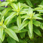 Live Lemon Verbena Herb Plant, 2-5 Inches Tall, Fragrant Culinary Herb for Containers, Raised Beds and Home Gardens
