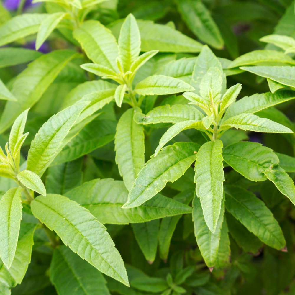 Live Lemon Verbena Herb Plant, 2-5 Inches Tall, Fragrant Culinary Herb for Containers, Raised Beds and Home Gardens