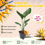 Bird of Paradise Plant Live Houseplant, 5 to 10 Inches Tall, Tropical Strelitzia Reginae Bird of Paradise Bush Live Plant (Yellow Bird of Paradise)