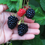 2 Thornless BlackBerry Plants Live for Planting, BlackBerry Bushes Live Plants 5 to 8 Inc Tall, Blackberries Fruit (Triple Crown BlackBerry)