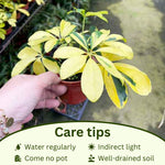 4 Houseplant Collection Plants Live Collection, Rare Colors, No Pot, Easy to Grow Indoors Plant, Pink Princess Philodendron, Agapanthus Blue, White, Variegated Dwarf Umbrella Tree
