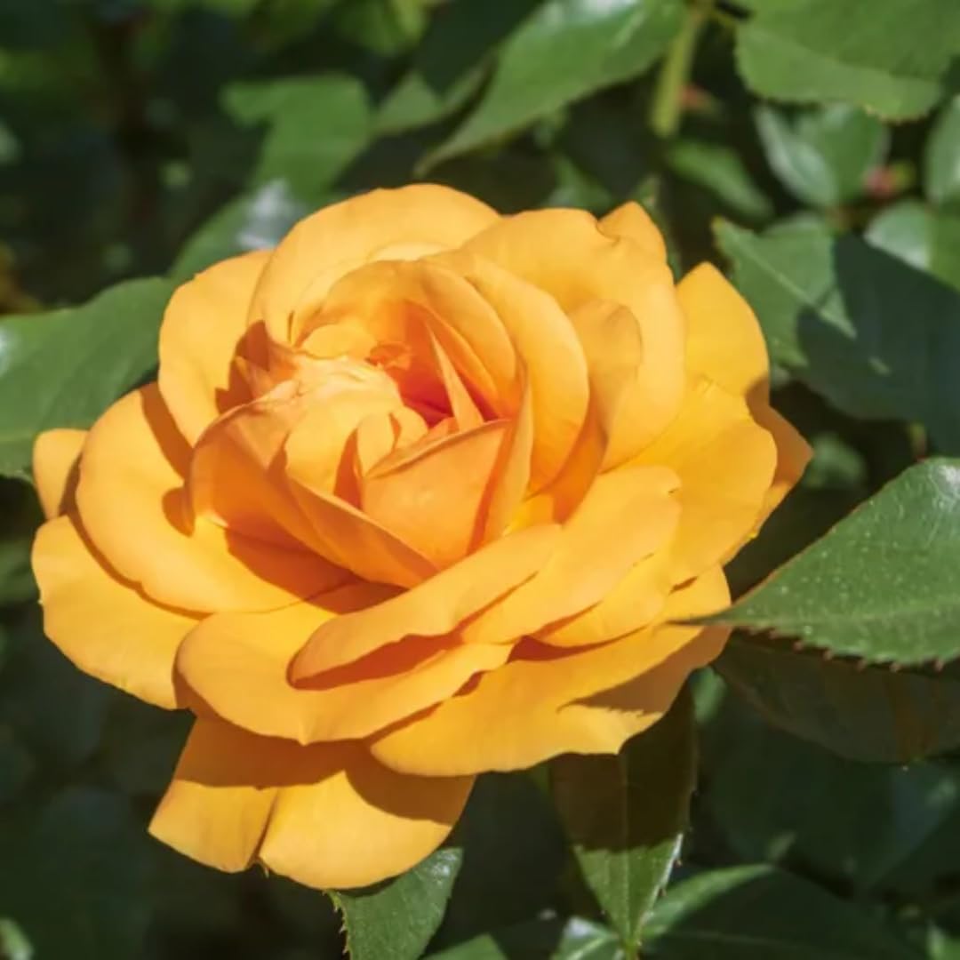 Rose Live Plant, Rose Bush Ready to Plant Well Rooted 5-9 Inch Tall, Heirloom Rose Flowers, No Pot (Rosa Delight Orange Rose)