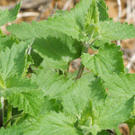 2 Catnip Mint Live Plants, Catnip Plant, Well Rooted Herb Starters 3-6 Inches Tall for Outdoor Garden Growing