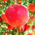 Live Pomegranate Plant, 5–8 Inch Seedling for Garden and Outdoor Growing, Pomegranate Tree for Spring Planting