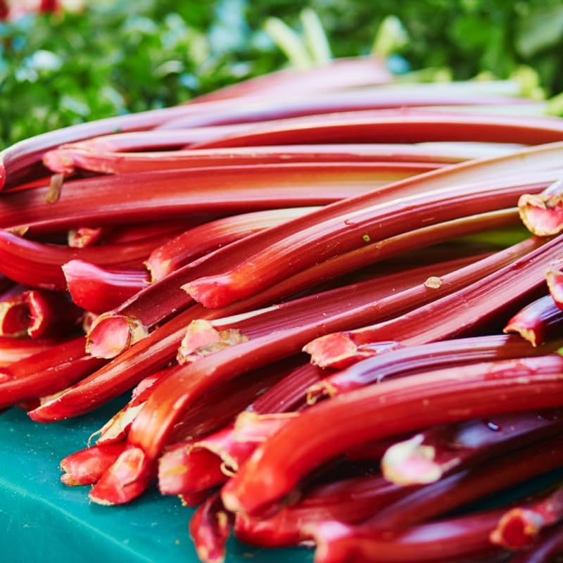 Lot of 5 Rhubarb Plants Live for Planting, Victoria Rhubarb Roots, Rhubarb Stalks, Hardy Perennial Vegetable