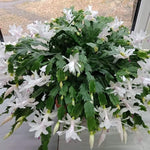 Christmas Cactus Plants Live, Thanksgiving Cactus Easter Cactus Like, 4-8 Inc Tall, Cold Hardy, Holiday Cactus for Indoor Outdoor Planting, Starter Size (White)