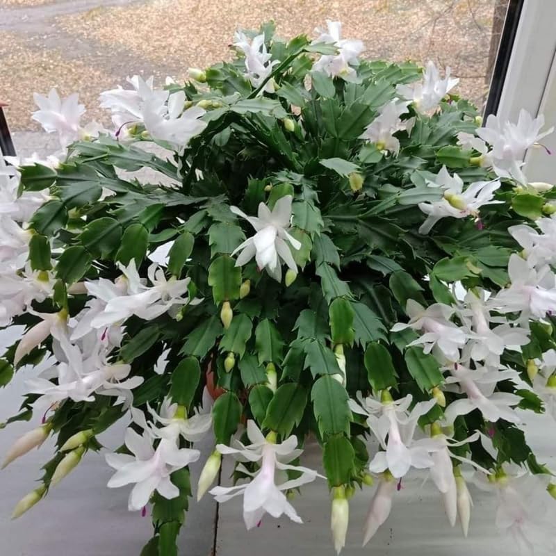 Christmas Cactus Plants Live, Thanksgiving Cactus Easter Cactus Like, 4-8 Inc Tall, Cold Hardy, Holiday Cactus for Indoor Outdoor Planting, Starter Size (White)