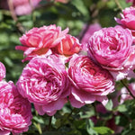Rose Bush Live Plant, 5-9 Inch Tall, Fragrant Rose Flowers Tree, Well-Rooted Ready to Plant Outdoor Indoor (Red Pink Rose)