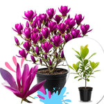 02 Ann Magnolia Tree Live Plant in 2.5" Pot, 1 Year Old Well-Rooted Tree, Cold Hardy, Magnolia Shrub for Spring Planting, Fast-Growing
