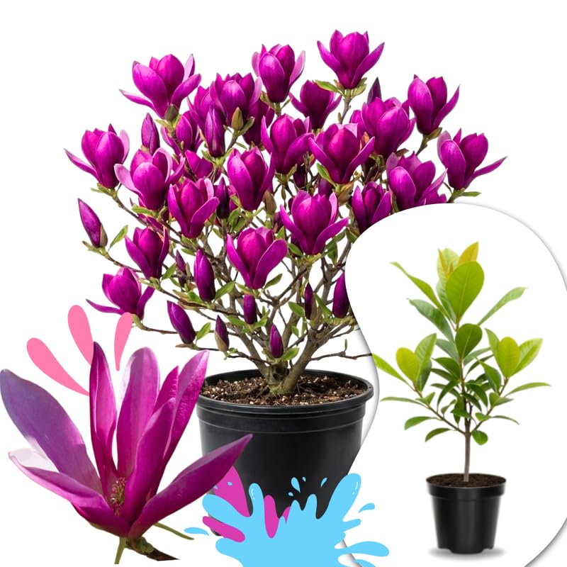 02 Ann Magnolia Tree Live Plant in 2.5" Pot, 1 Year Old Well-Rooted Tree, Cold Hardy, Magnolia Shrub for Spring Planting, Fast-Growing