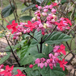 3 Clerodendrum Bleeding Heart Vine Plants, Heart Shaped Blooms, 4-9 Inch Tall, Indoor Outdoor Planting (Purple Red)
