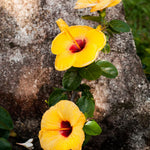 Hardy Hibiscus Plant Live, Yellow Hibiscus Tree Live Plant, 5 to 7 Inches Tall Live Plant, Perennial Hibiscus Flower Planting Outdoor Inside, Yellow Flower