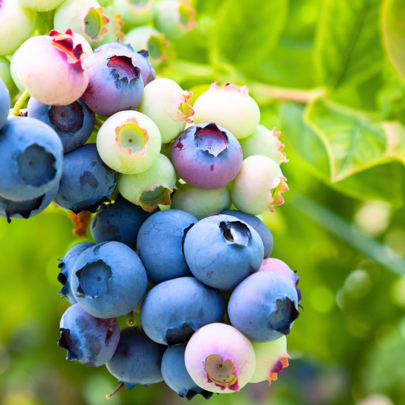 2 Blueberry Plants, Blueberry Tree Live Plant, Blueberry Shrub 1 Year Old, Sweet Blueberry Bush Live Plant, Blueberries Bareroots (Biloxi Blueberry)