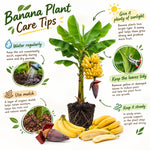 Tangry Banana Tree Live Plant, Edible Fruit, 4-6" Tall