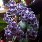 Streptocarpus Live Plant, 5-8" False African Violet Ladyslipper Primose Plant for Spring Planting, Indoor Outdoor Home Décor (Grape)