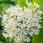 2 Snow Ixora Live Plants, Well-Rooted Flowering Ixora Shrub Seedlings, 4-9” Tall, Tropical Ixora Bush for Indoor or Outdoor Garden