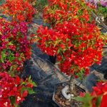 2 Red Bougainvillea Plants Live, Flowering Bougainvillea Vine for Outdoor Garden or Trellis, 5-9 Inch Tall, Very Hardy