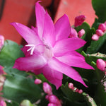 02 Pink Christmas Cactus Plant Live for Indoor, Houseplant Planting, 4-8" Clumps, Well-Rooted Holiday Cactus, Winter Bloom and Hardy, No Pot