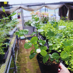 Jasmine Plant Indoor Live, 3 Plants, Grand Duke of Jasmine Plants Live, Jasmine Plant Pot, Live Jasmine Plant Indoor Outdoor, 4 to 6 Inc Tall, Jasmine Starter Plant