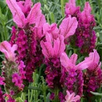 4 Fragrant Lavender Plants Live for Outside Planting, Perennial Bloom, Live Lavender Plants 5–9 Inches Tall with Fragrant Flowers for Spring Growing