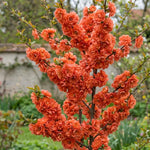 Flowering Quince Plant in 4'' Pot, 3–6 Inch Tall Chaenomeles Shrub, Spring Blooming Outdoor Plant, Easy Grow (Orange Quince)