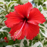 3 Hardy Hibiscus Live Plants, Flowering Shrub, Variegated Red Blooms, 4-7"