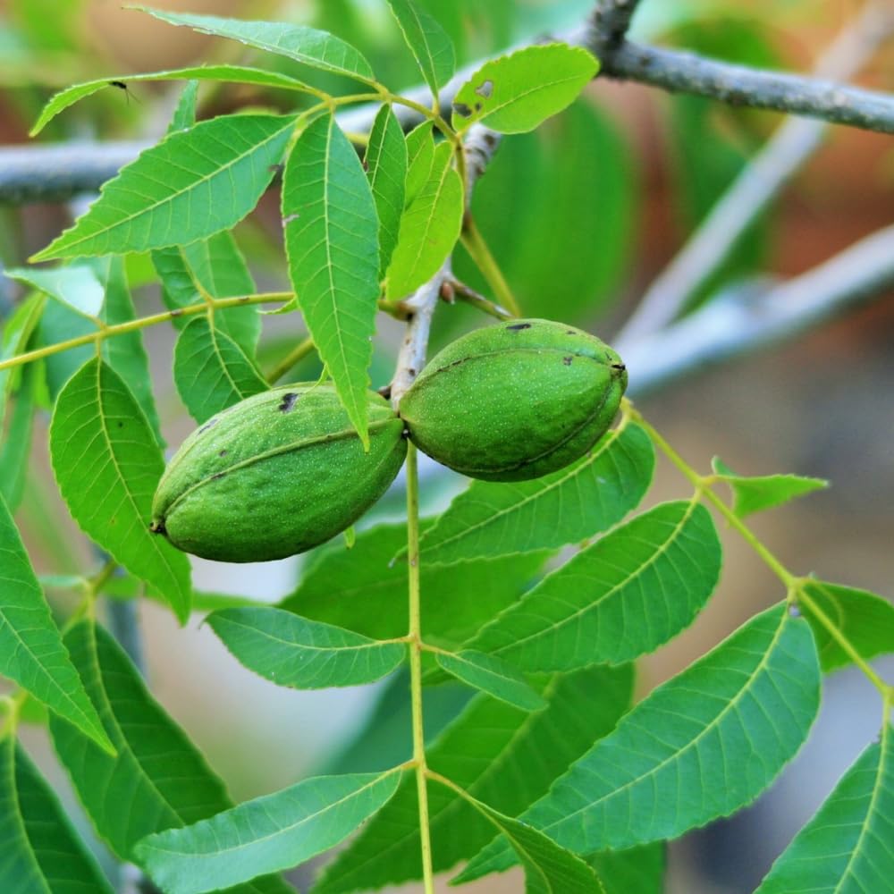 Set 2 of Pecan Nut Trees Live Plants, 1 to 2 Feet Tall, Pecan Tree Live Plants, Bare Roots, Hardy Shrub Plants for Gardening Outdoor
