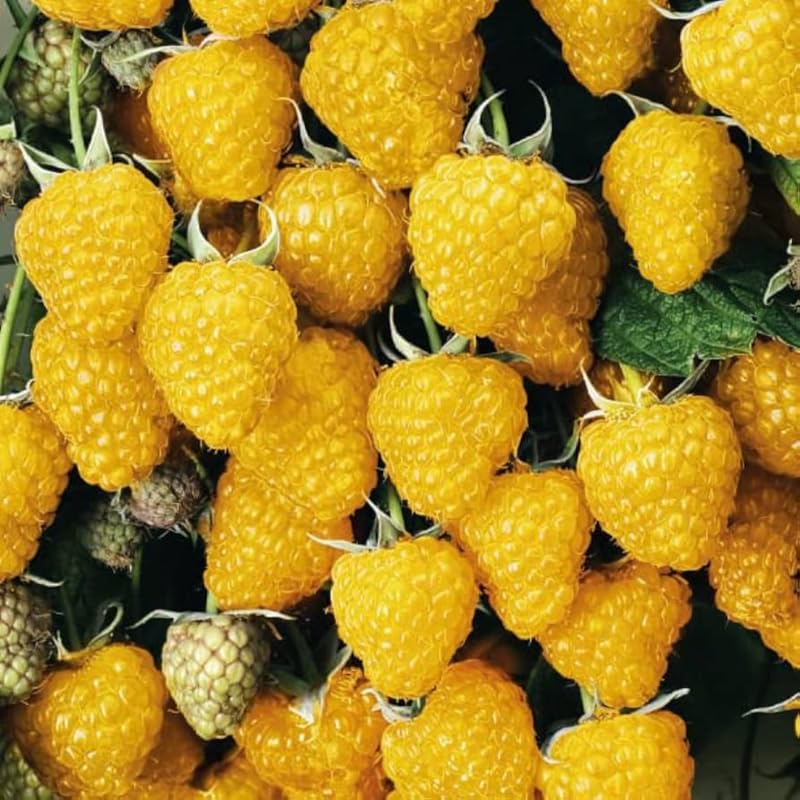 2 Raspberry Plants Live for Planting, Golden Raspberry Everbearing, Very Large and Sweet Raspberries, Well-Rooted Zones 4-8 (Fall Gold Yellow)