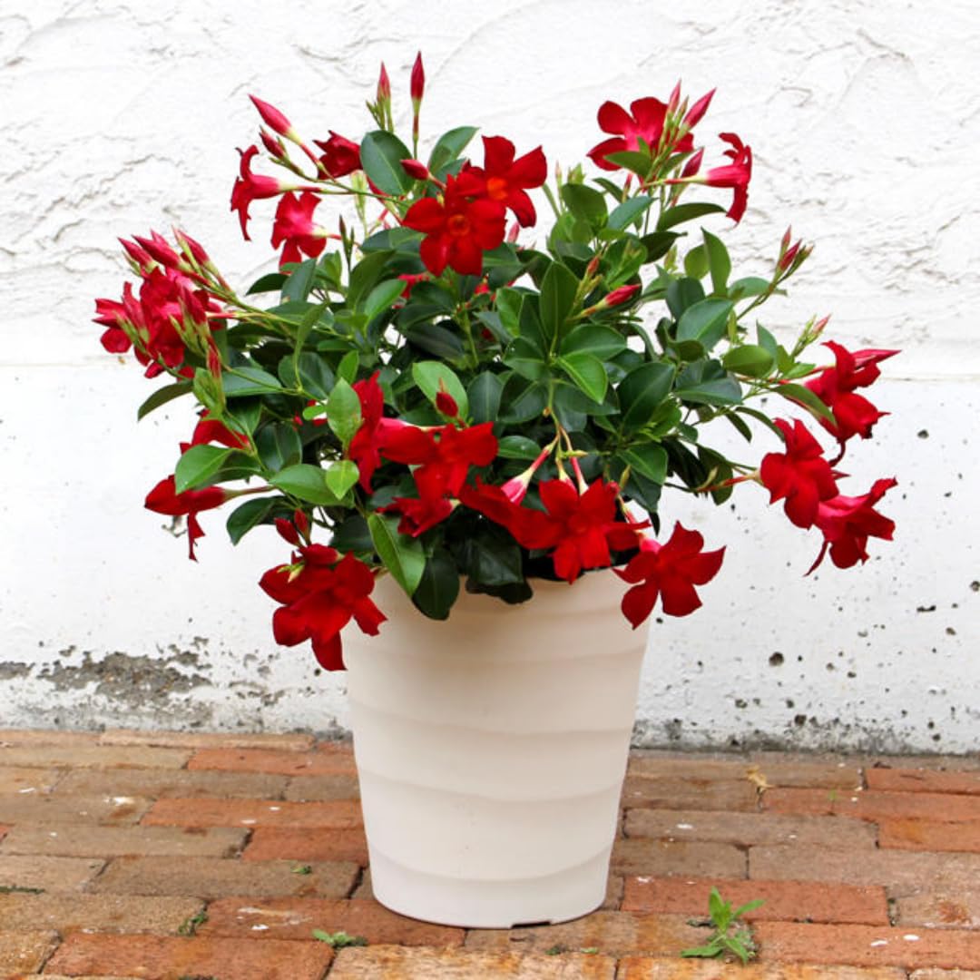 2 Red Mandevilla Bush Plants, 10 to 17 Inc in Height, Mandevilla Live Plant, Mandevilla Plants Live