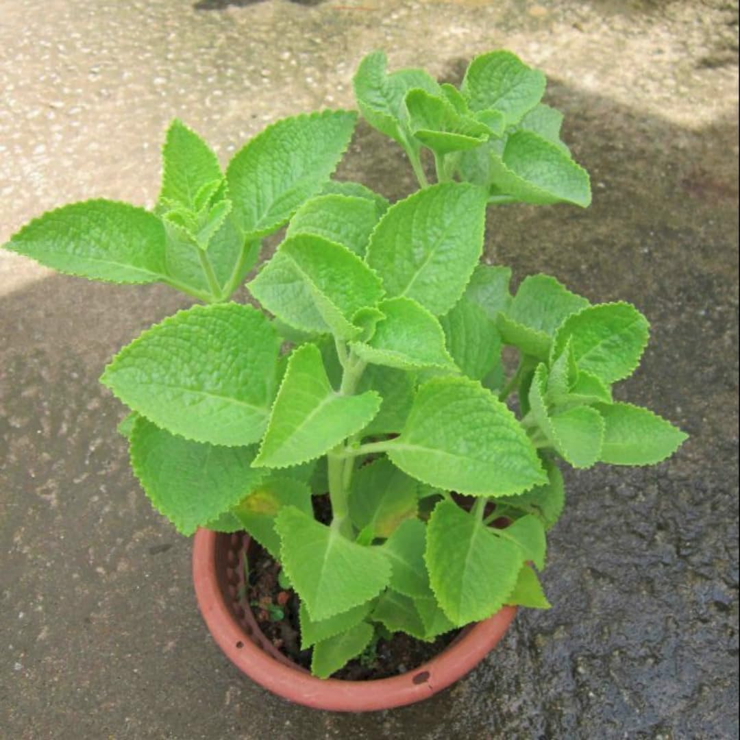 4 Green Cuban Oregano Plants Live, 3 to 5 Inches Tall, Live Cuban Oregano Plants, Cuban Oregano Plant Pot, Cuban Oregano Well Rooted
