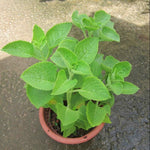 Set 2 Cuban Oregano Plants Live, Live Cuban Oregano Plant Indoor, 3 to 6 Inc Tall, Green Mexican Mint Plants, Spanish Thyme Plant Live