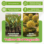 Yellow Magnolia Tree in Gallon Pot, Live Flowering Magnolia Tree, Hardy Ornamental Shade Trees with Fragrant Blooms